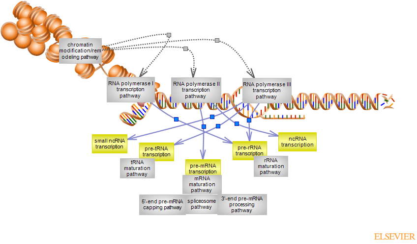 Eukaryotic Rna Polymerase Transcription Pathwayrat Genome