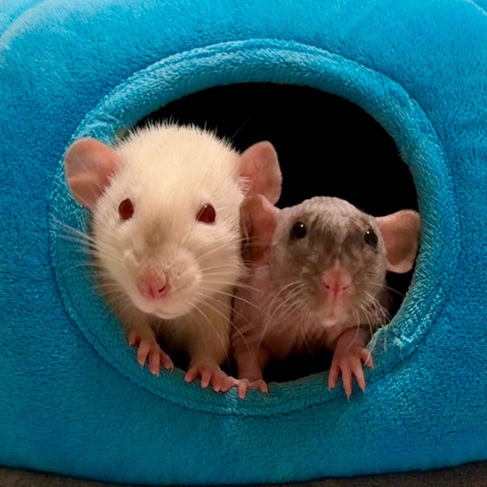 Submit your calendar request