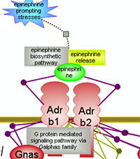 Epinephrine Signaling via Beta Adrenergic Receptors