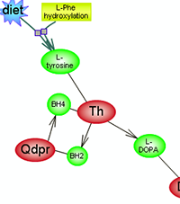 Epinephrine Biosynthetic Pathway