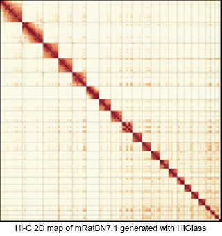Hi-C 2D map of mRatBN7.1 generated with HiGlass