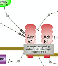 Adrenergic Beta Receptor Agonist and Beta-Blocker Pharmacodynamics Pathway