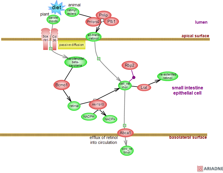 retinol metabolic pathwayRat Genome Database