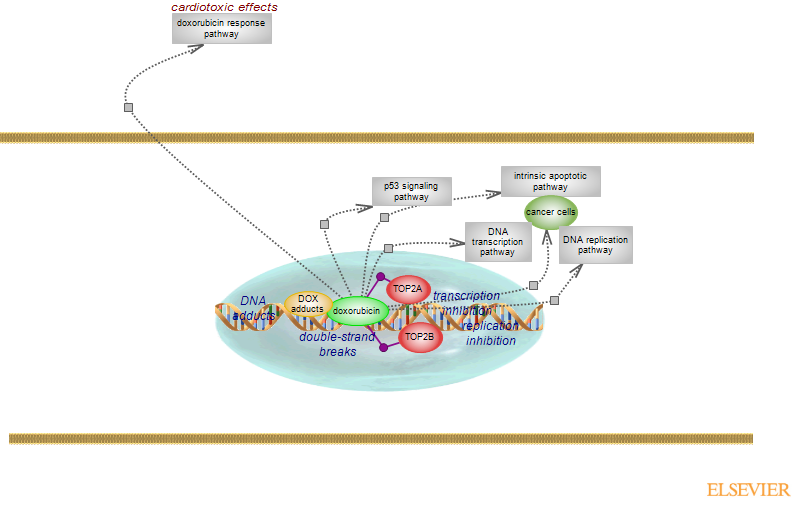 doxorubicin pharmacodynamics pathwayRat Genome Database